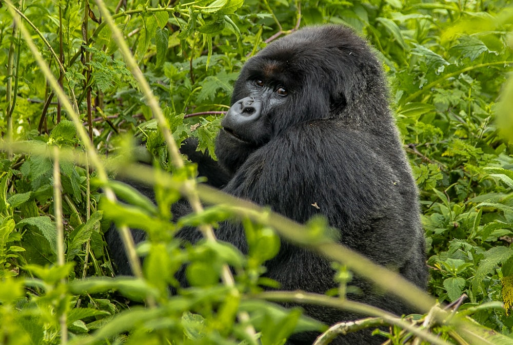 black gorilla surrounded by green plants