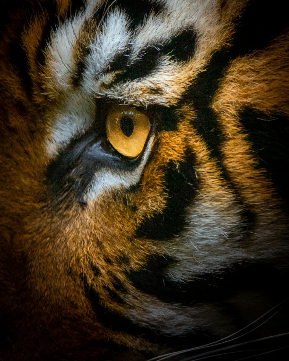 tigre marrone
