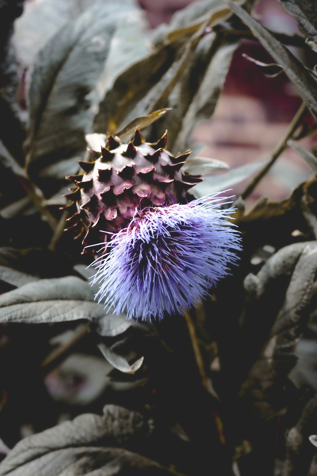 blue flower with green leaves