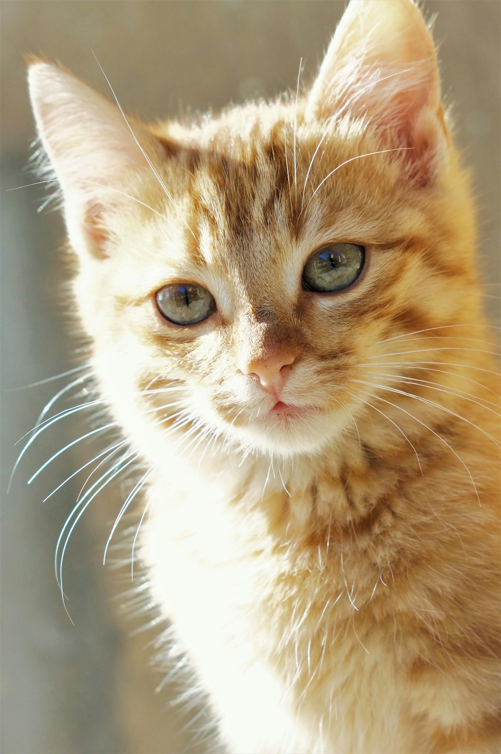 orange tabby cat