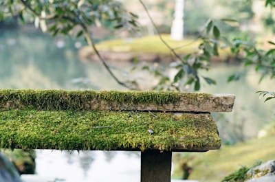 A wooden surface covered with a thick layer of green moss sits in an outdoor natural setting. Surrounding the area are blurred green and leafy branches, suggesting a lush environment. In the background, there is water with a slightly reflective surface and soft lighting, indicating a serene and peaceful scene.