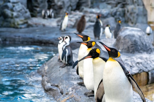 group of penguin in Asahikawa Japan