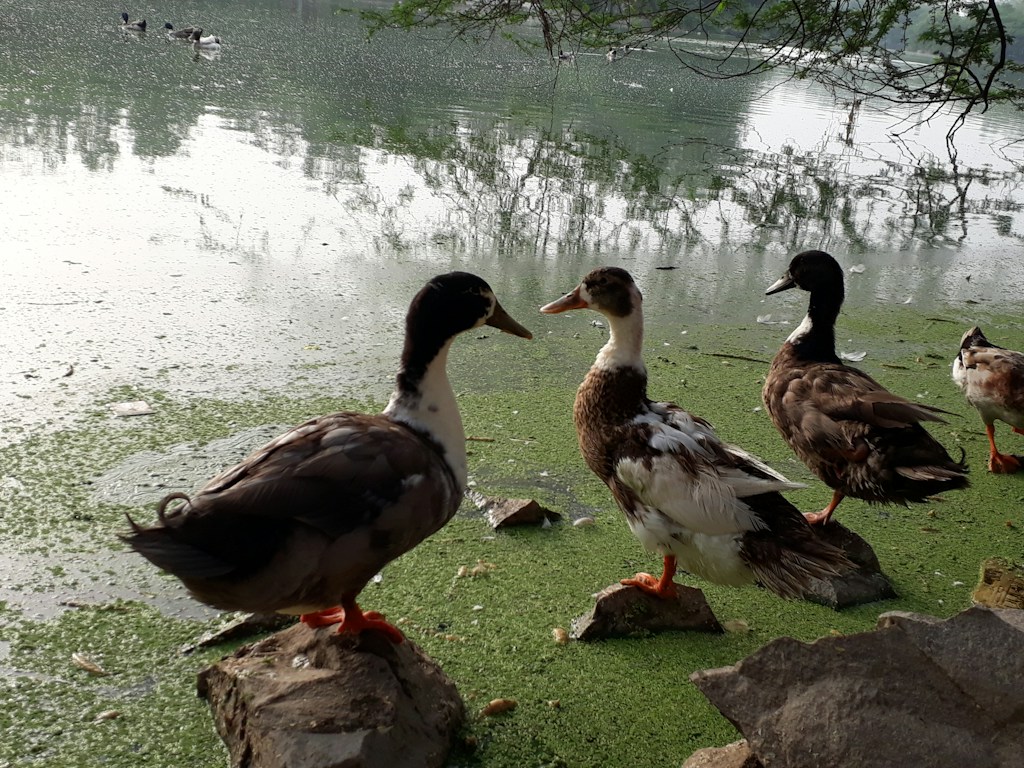 Farm-Raised Ducks