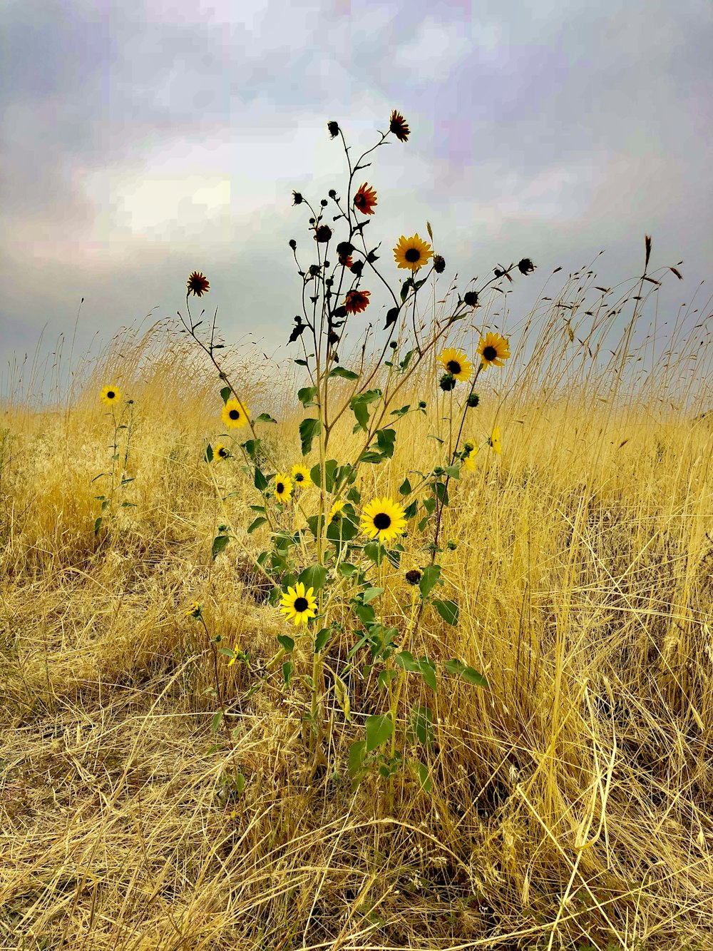 野の花がたくさんある畑