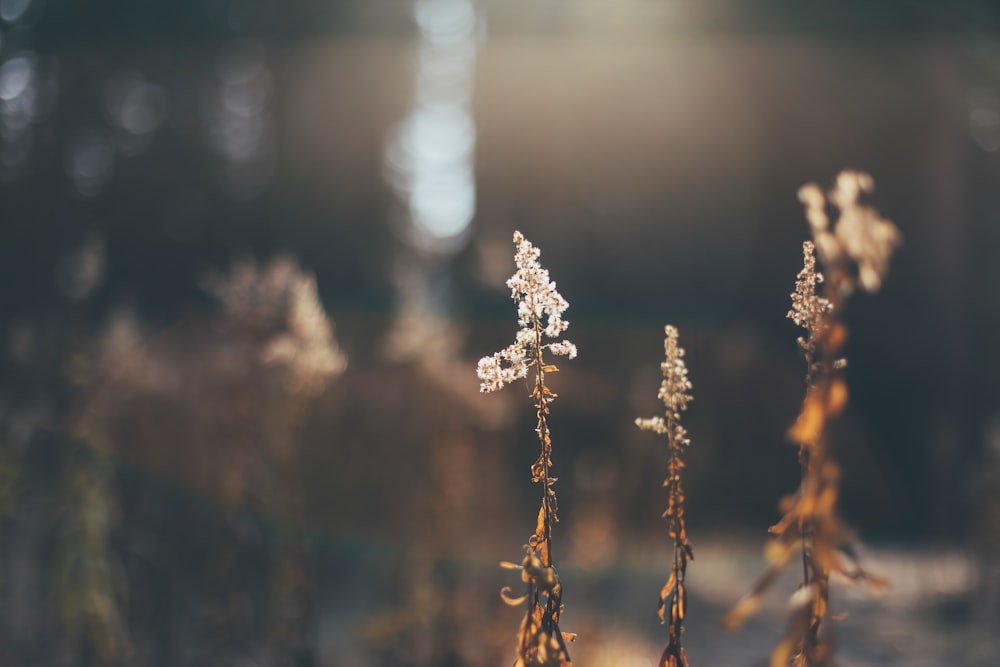 white flowers