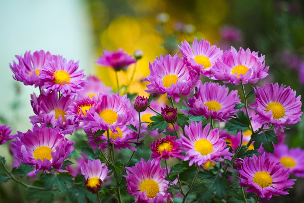 close up photography of purple petaled flower