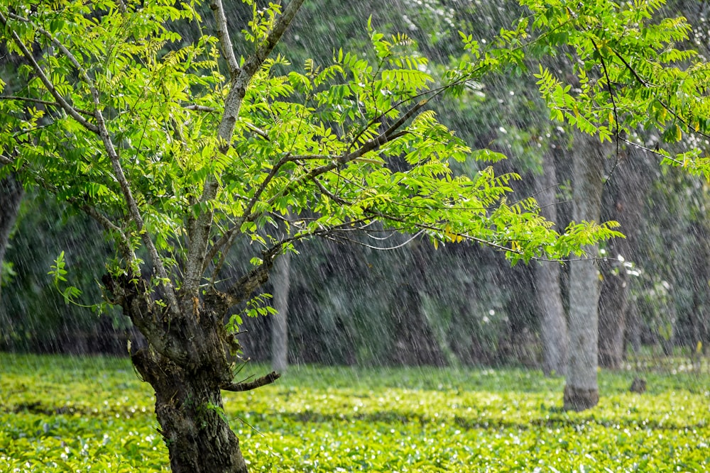 rain pouring over green-leafed tree