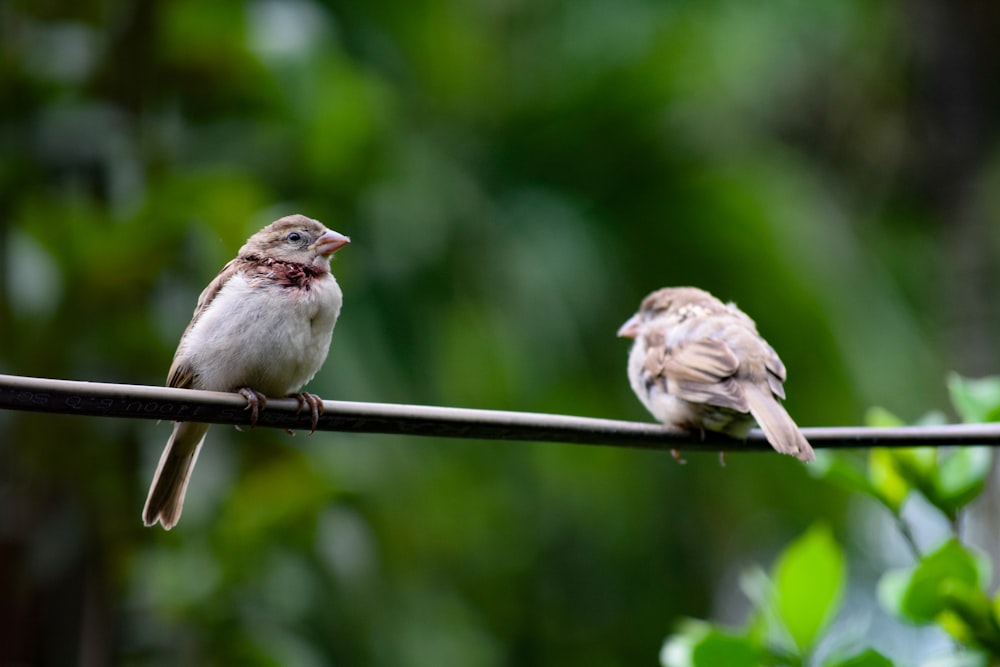 two brown-and-white birds