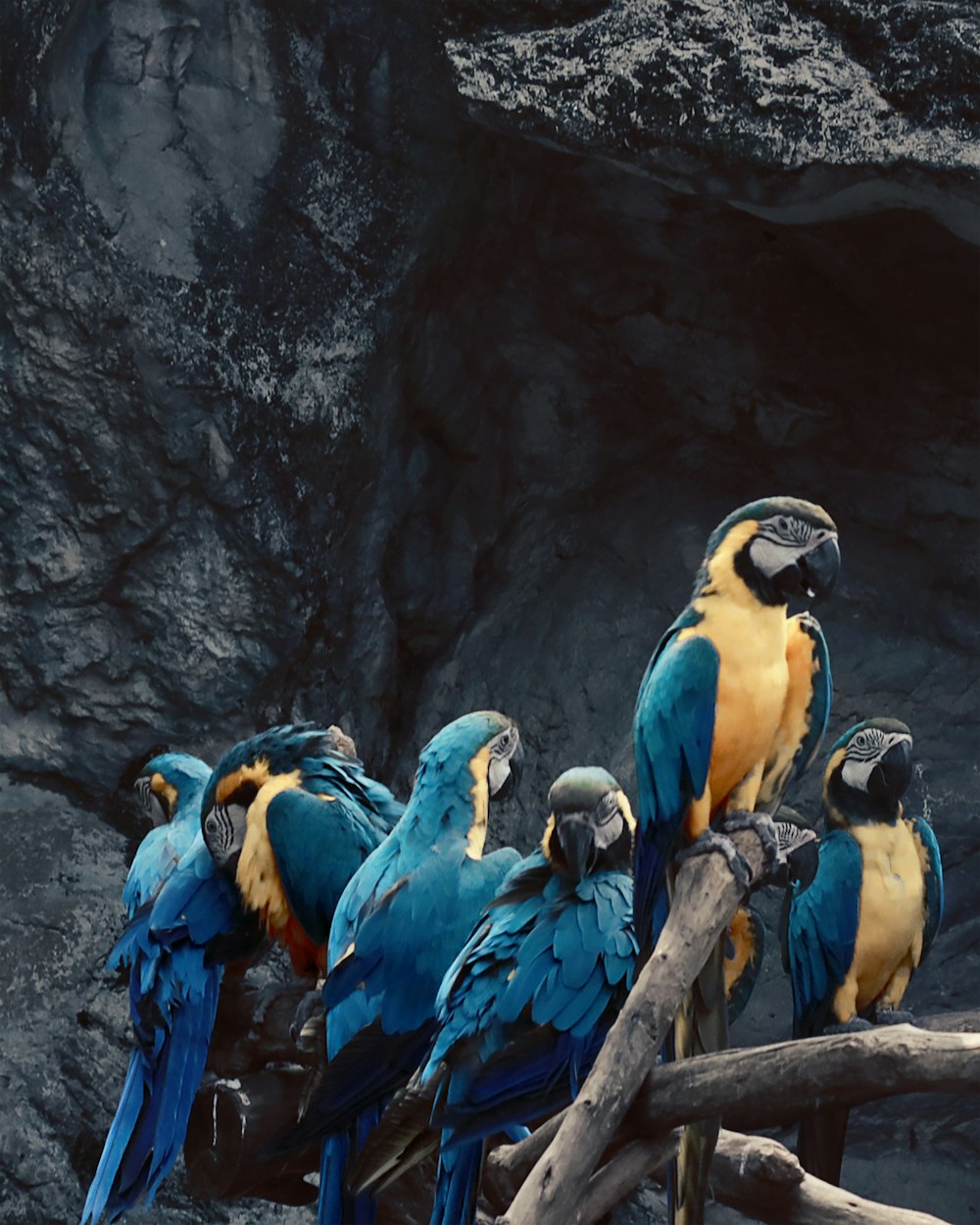 green-and-yellow parrots on focus photography