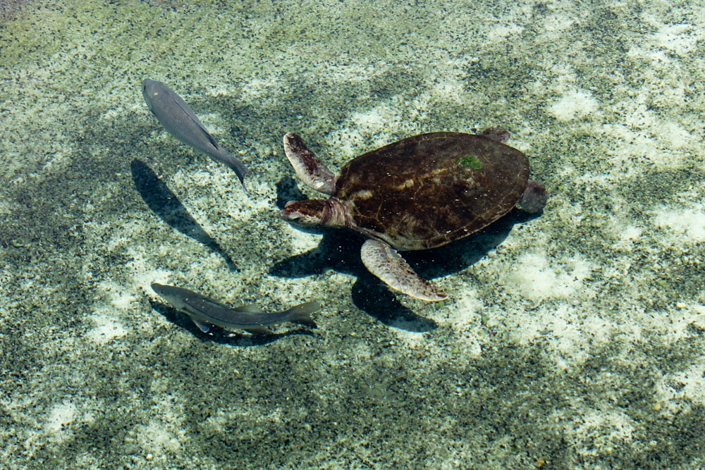 tartaruga marrom e cinza e dois peixes cinzentos debaixo d'água