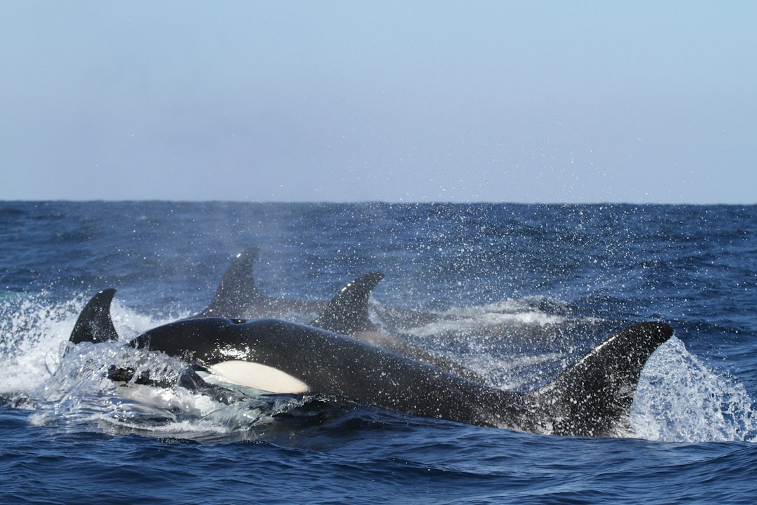 blue and white whales