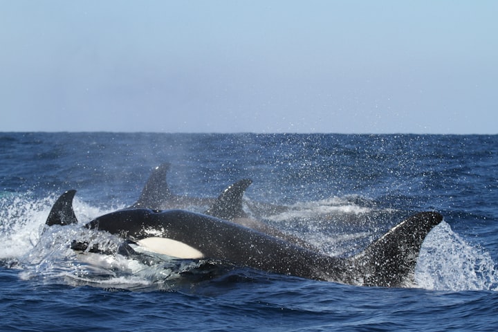 Orca: Two Different Species?
