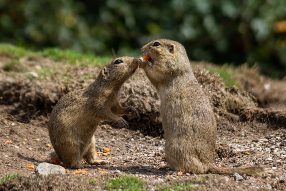 deux souris brunes