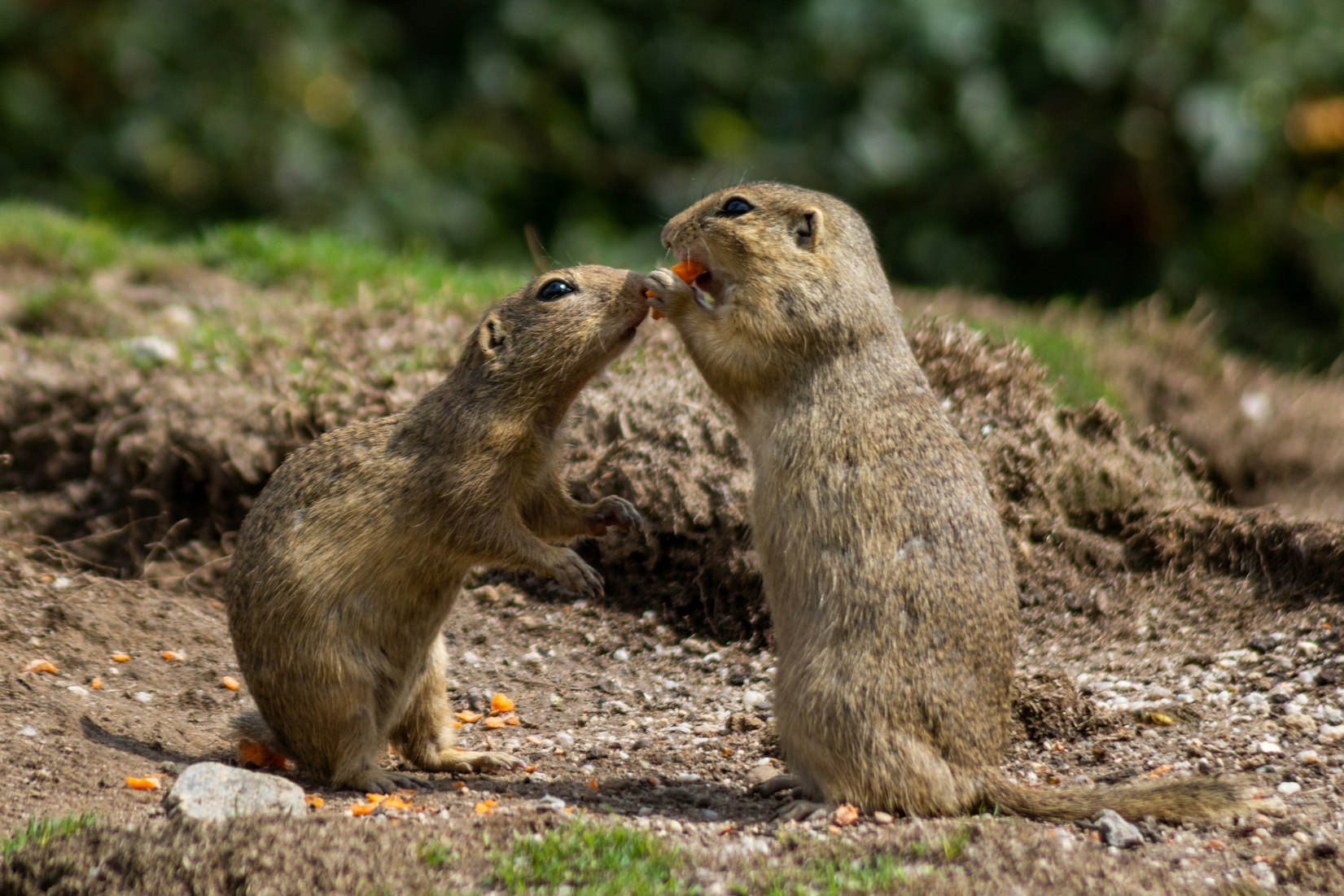 Ecology and Conservation of the Prairie Dog Grassland Ecosystem of  the Northern Chihuahua Desert, and Far-West Texas