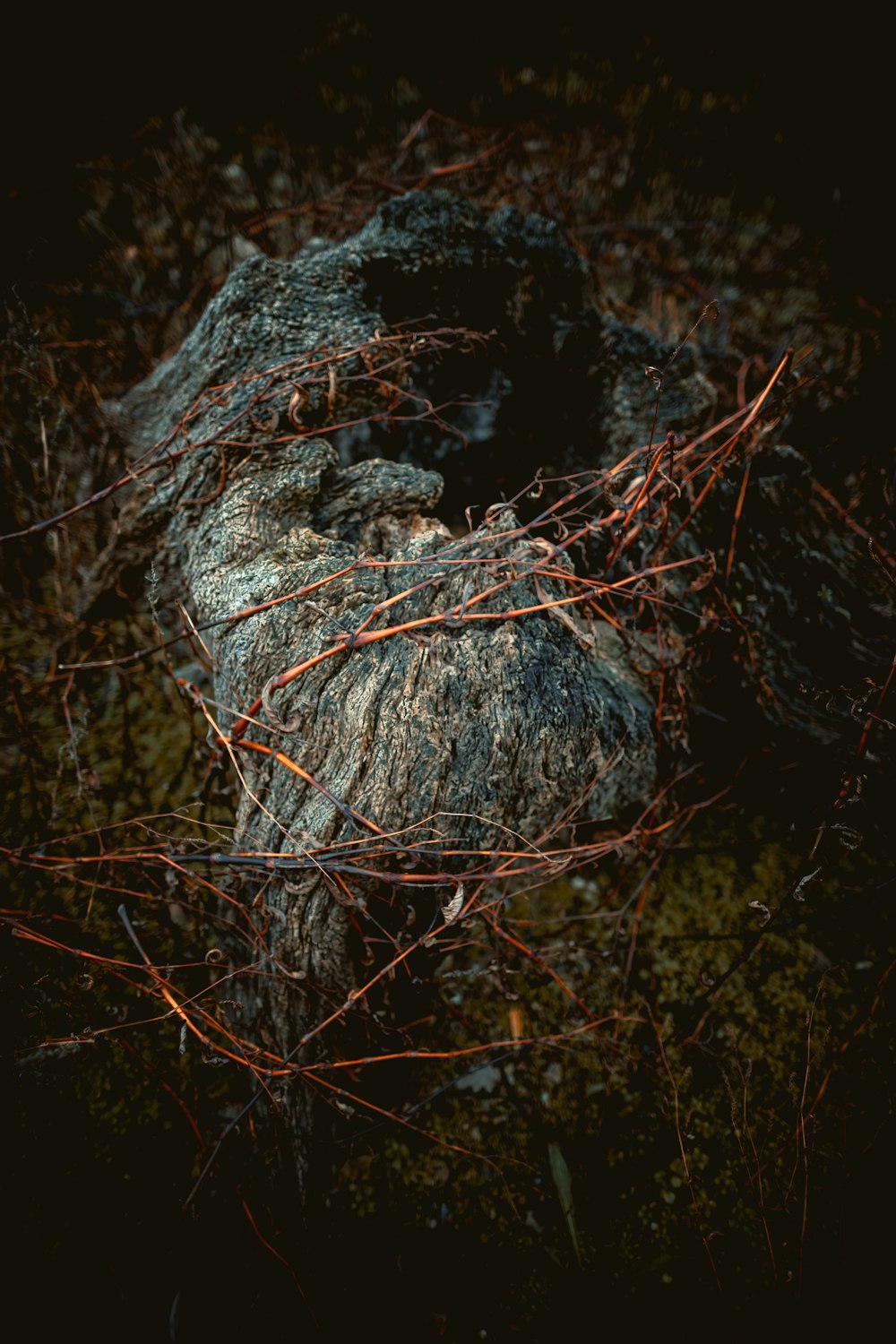 a rock with vines growing out of it