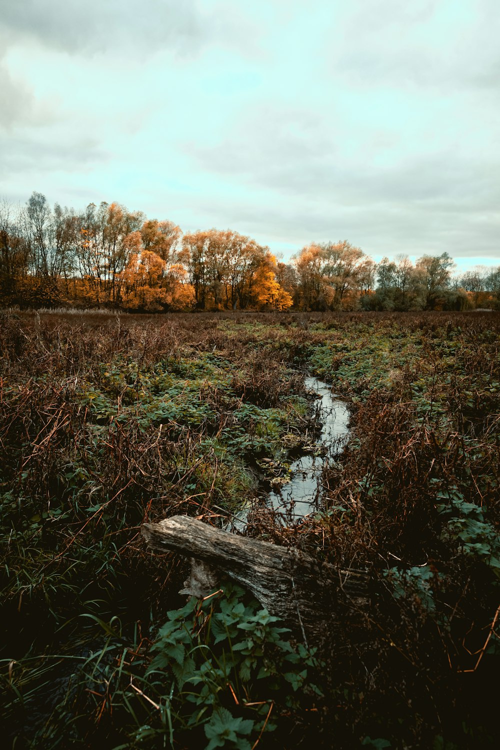 creek in the middle of plant filed near forest