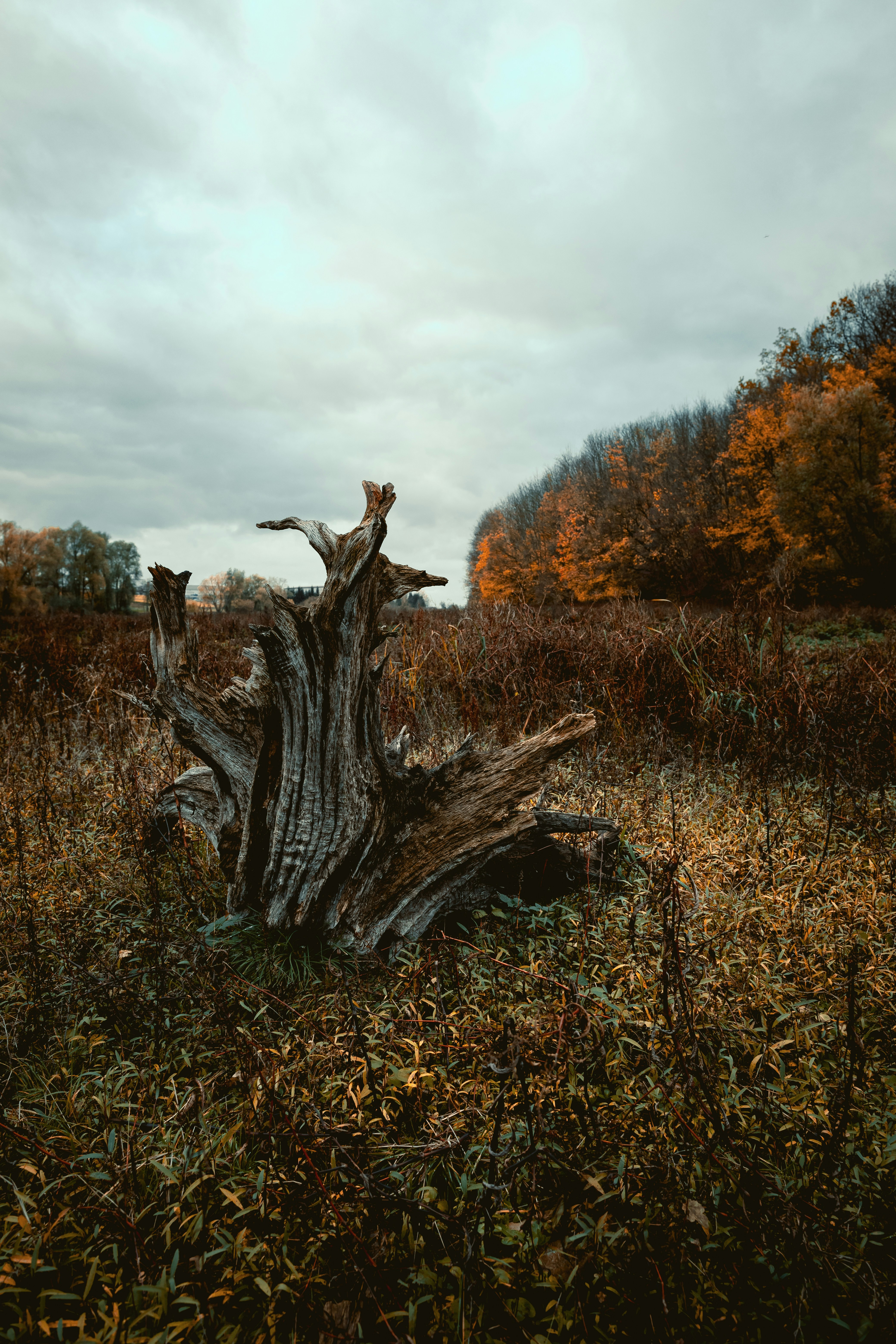 Photo by niklas_hamann