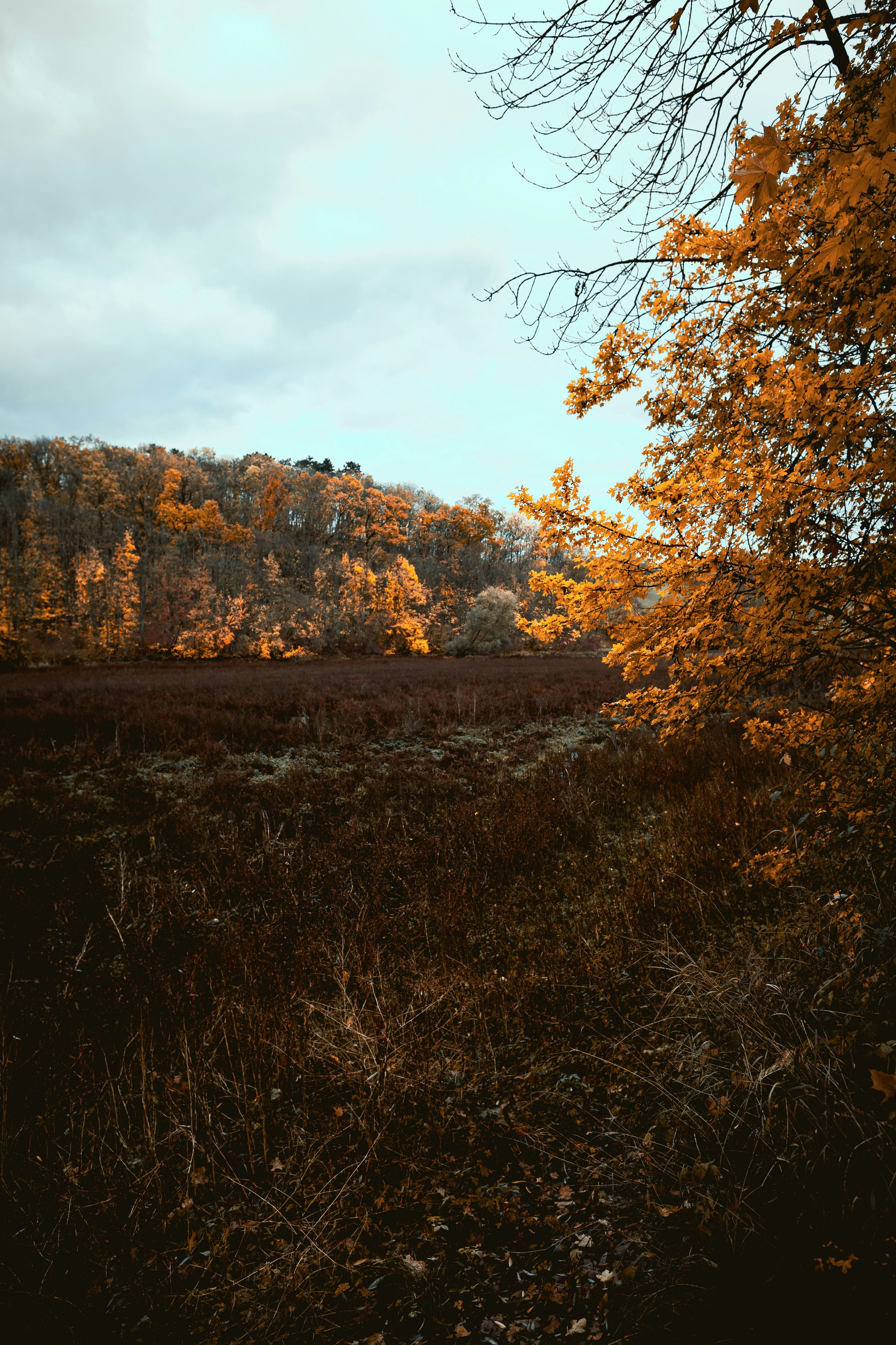 Photo by niklas_hamann