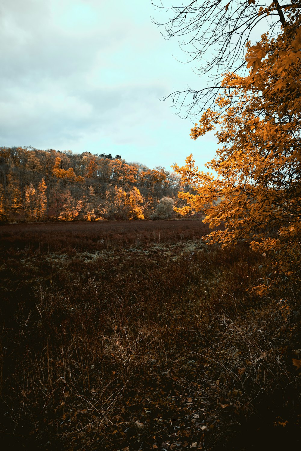 maple trees surrounding body of water