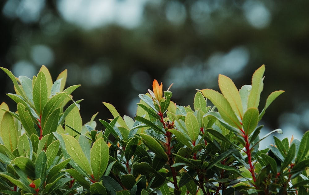 shallow focus photo of green plants