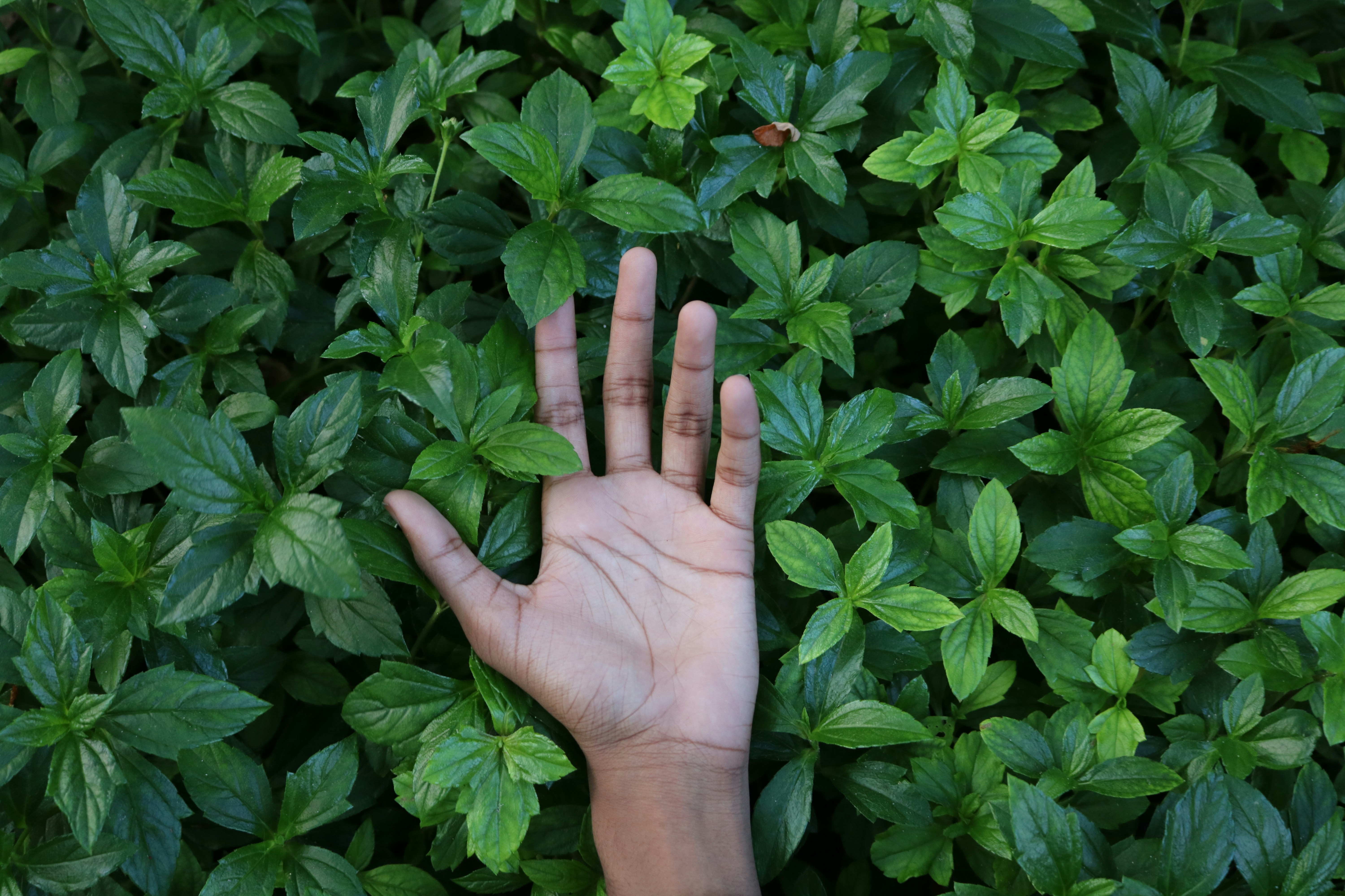 Plant care hands