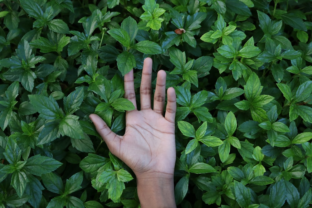 human palm with plants