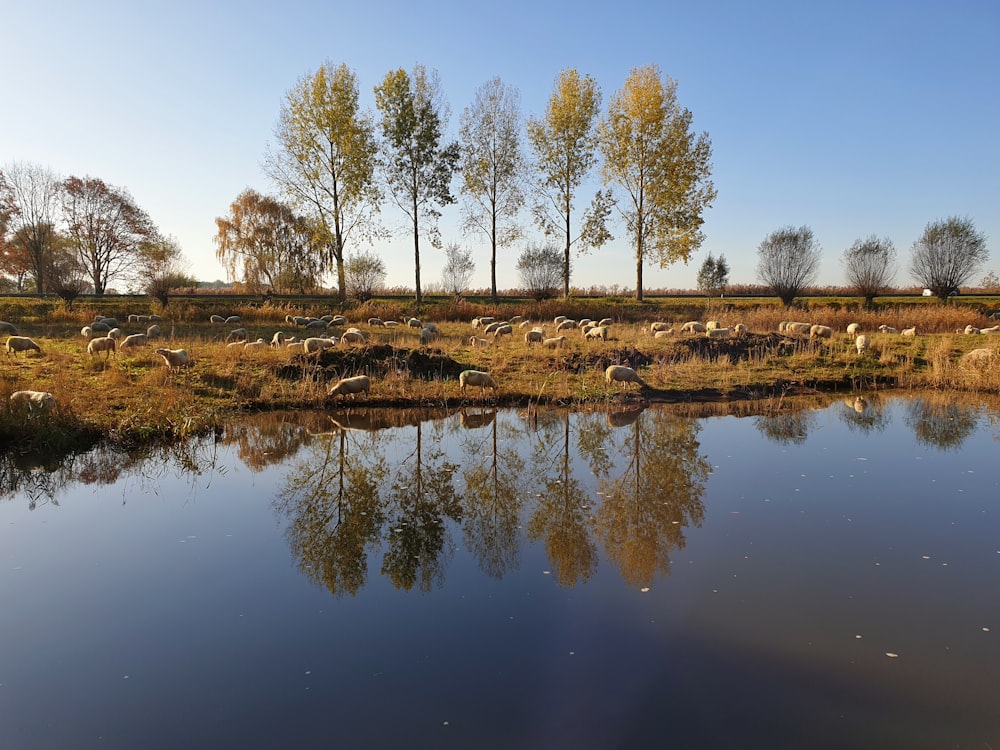 reflection of green trees on body of water during daytime