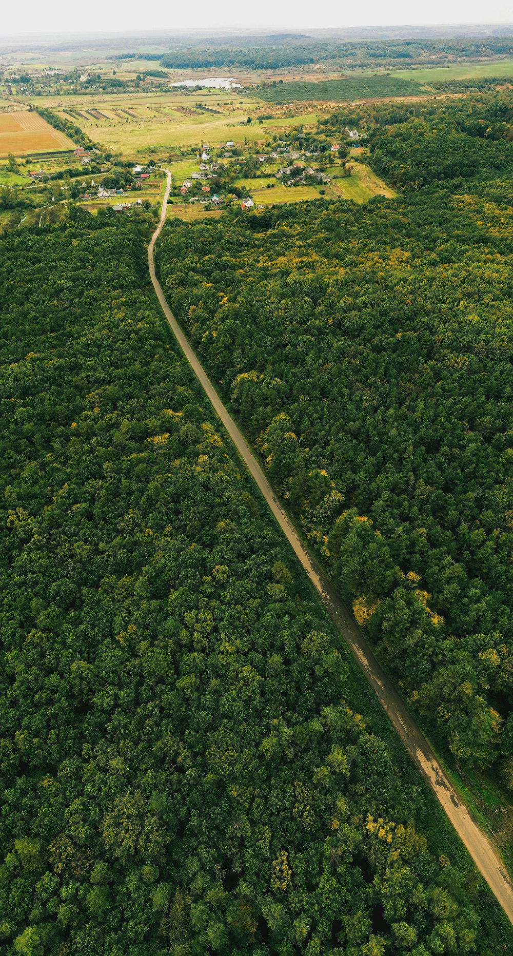 aerial photo of green trees during daytime