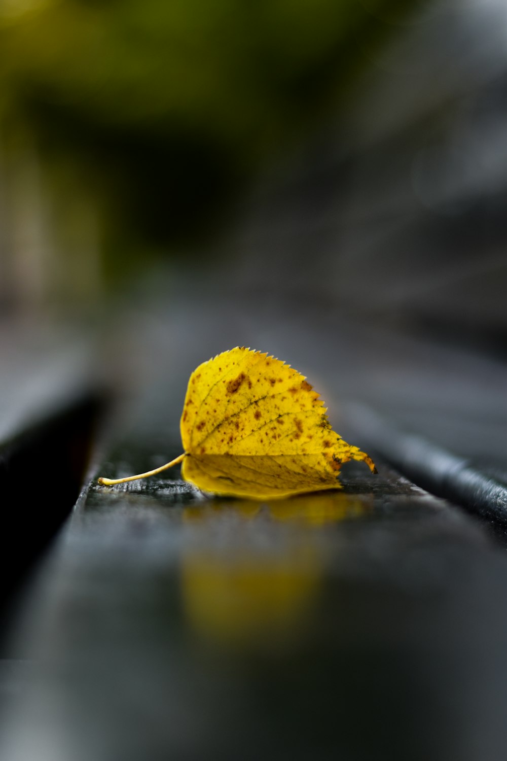 yellow leaf on black bench