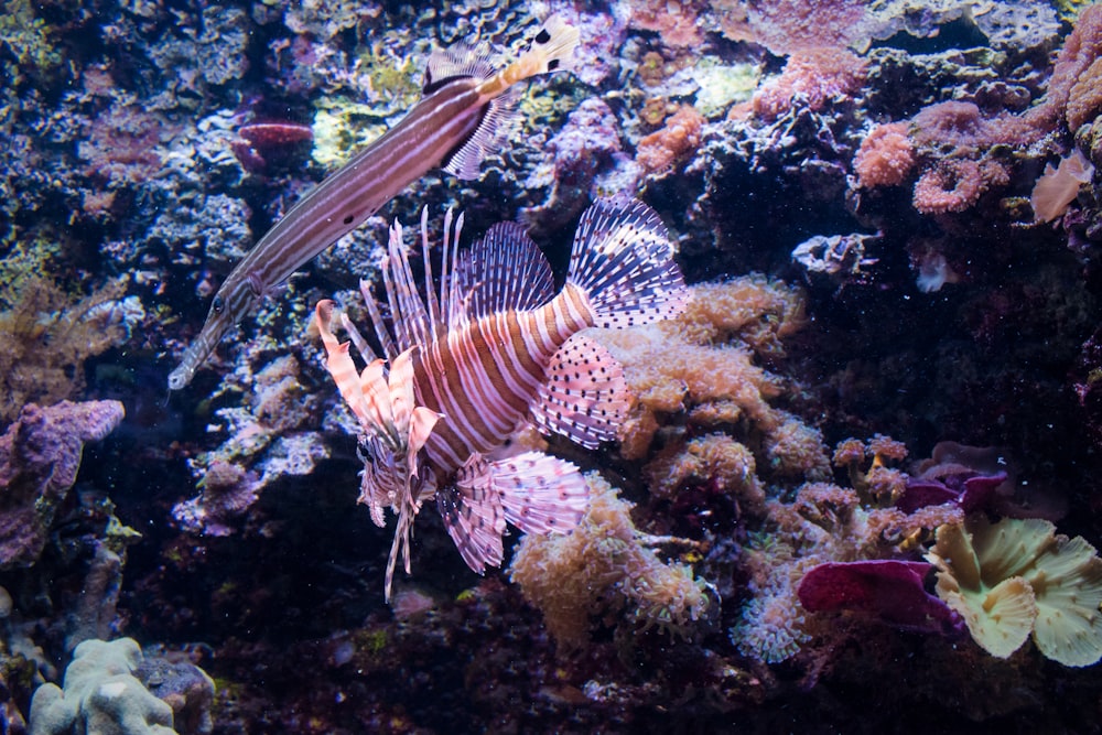 orangefarbener und weißer Fisch