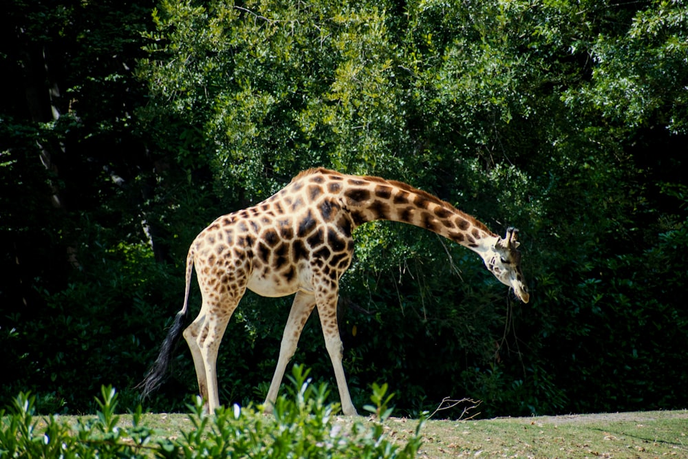 brown giraffe