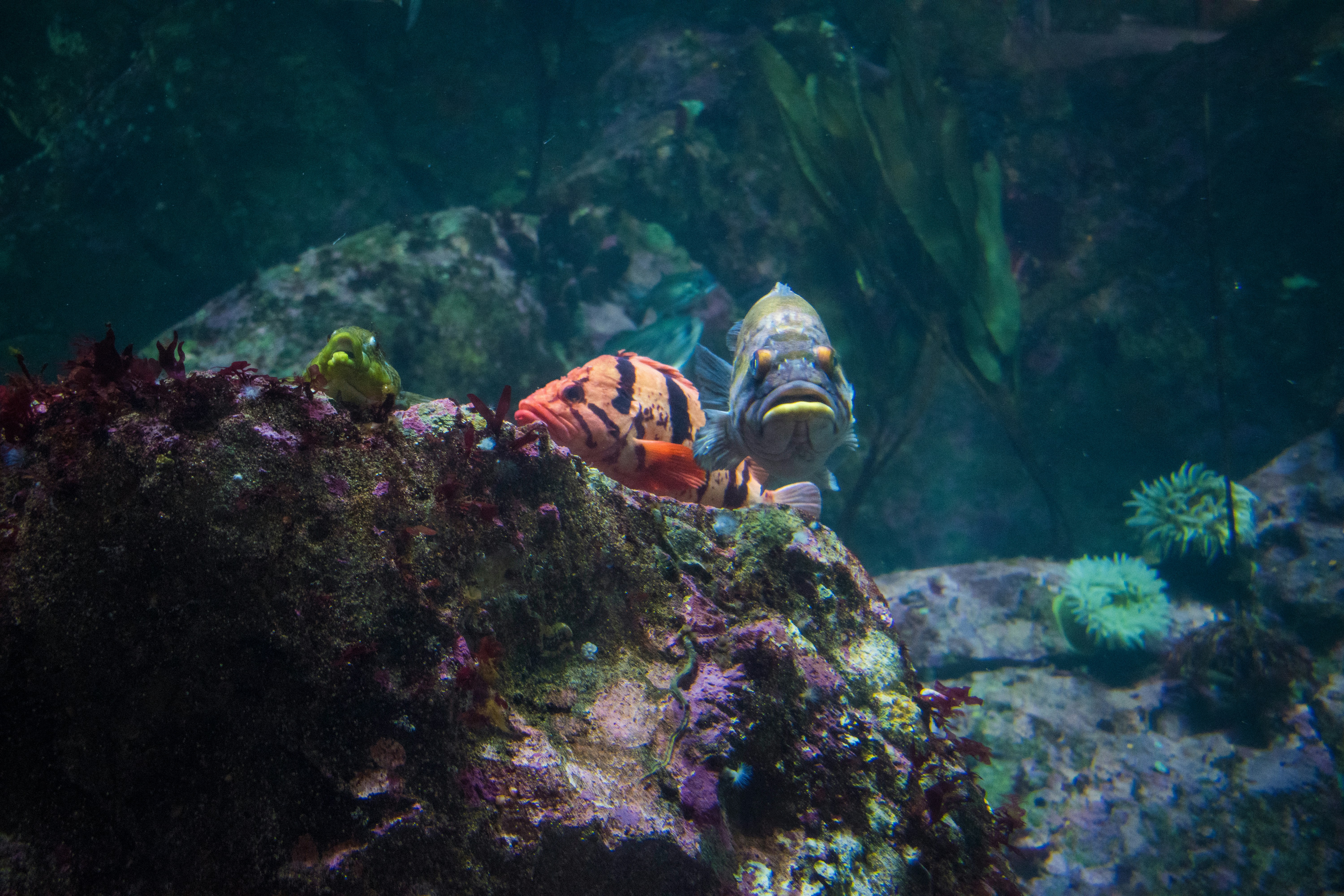 menarik ikan putih dan oranye