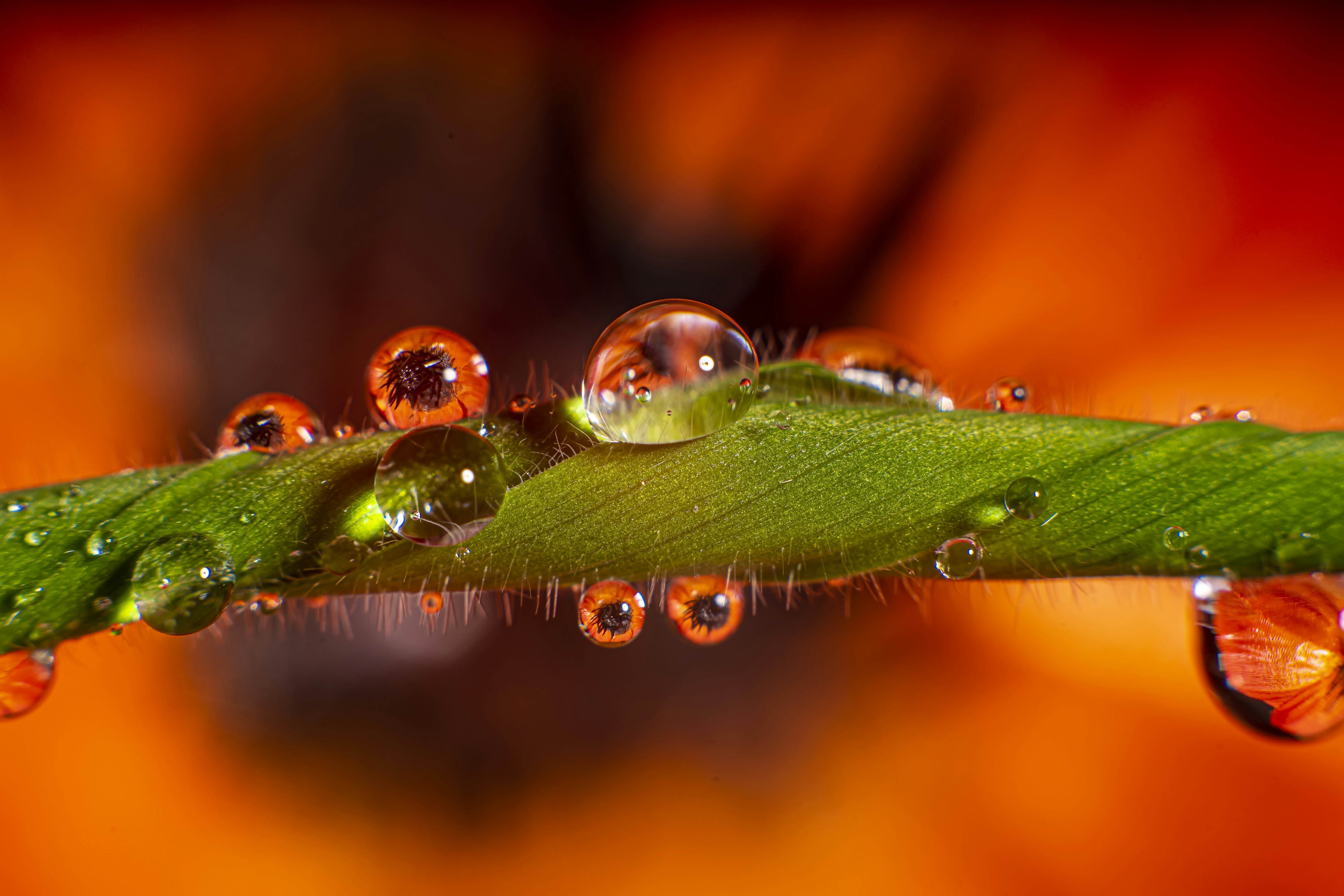 Photo by jcosens