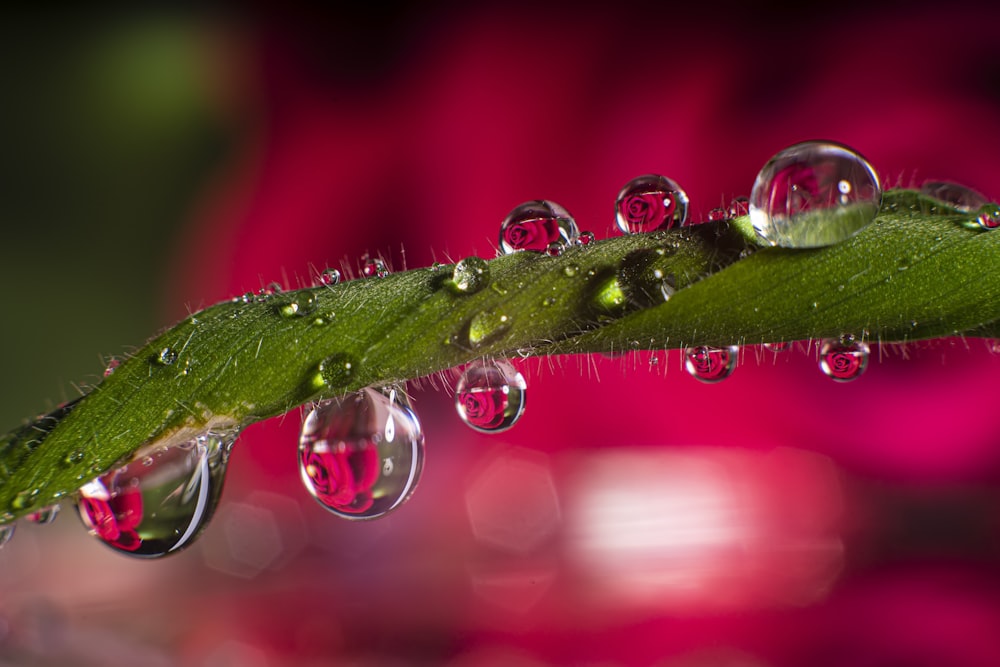 green leaf with dew drop