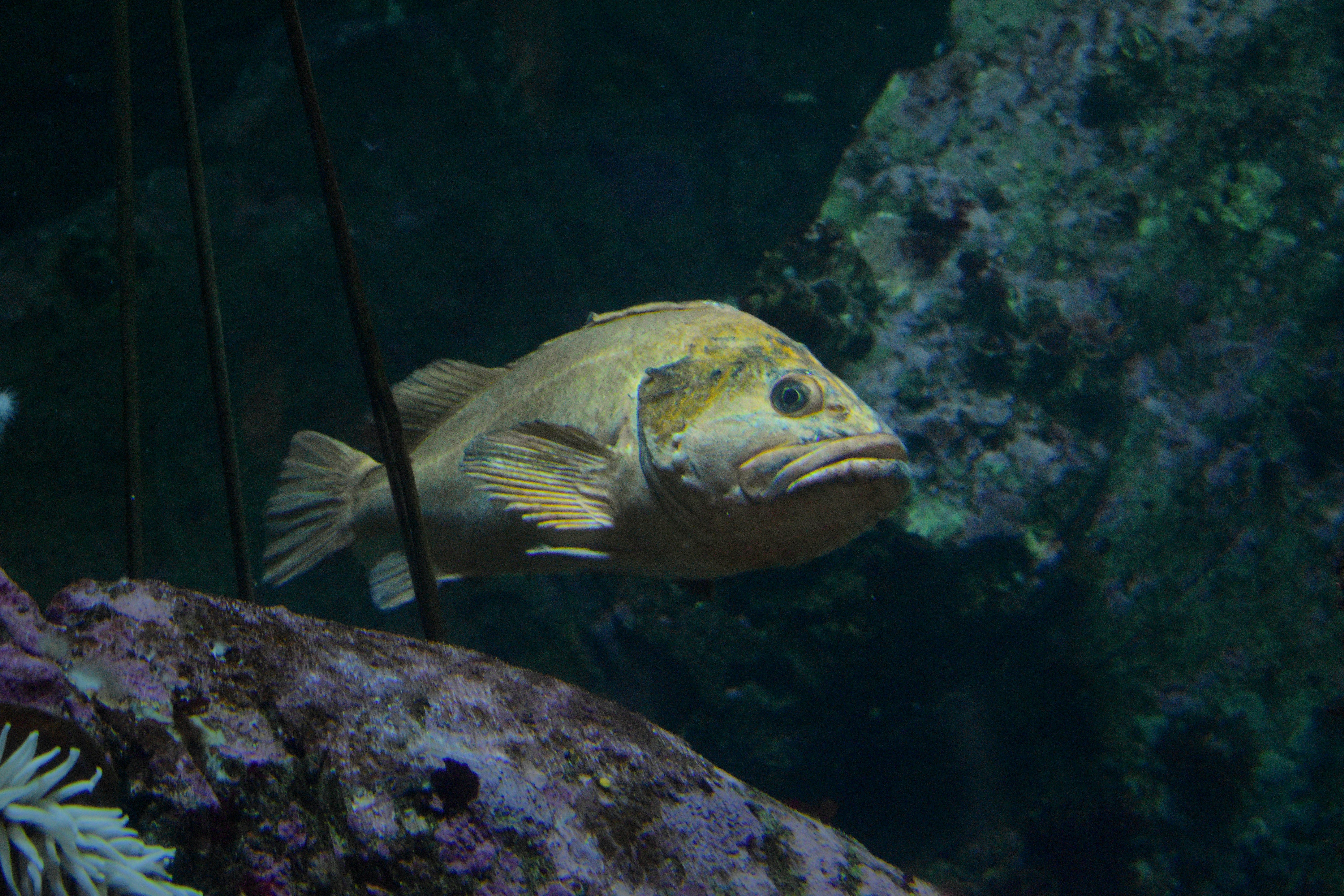 Ikan kuning dan putih