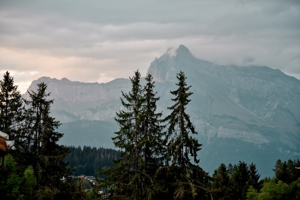 green pine trees under white sky