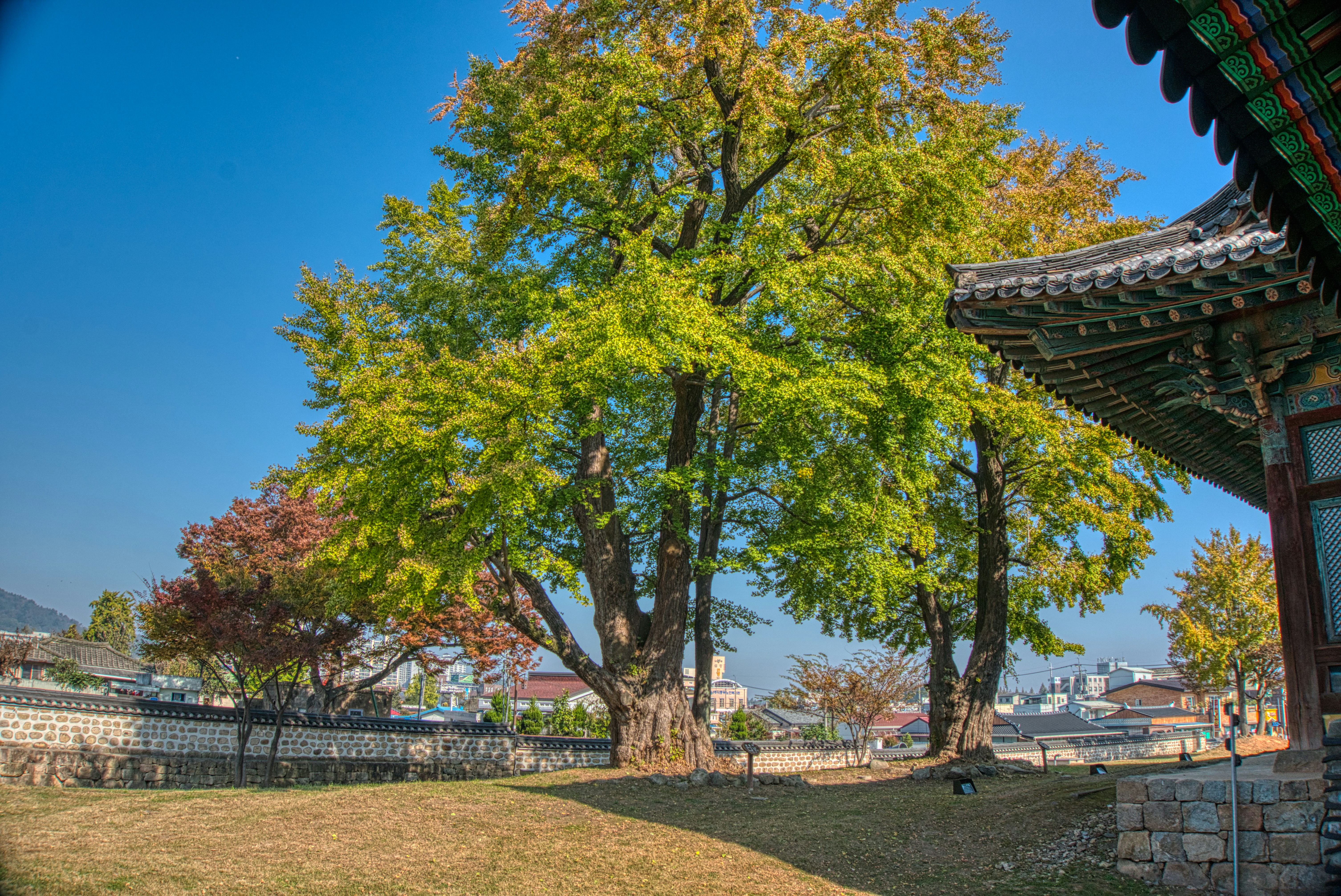 나무 한 그루에 깃든 민족의 숨결, 식목일의 역사