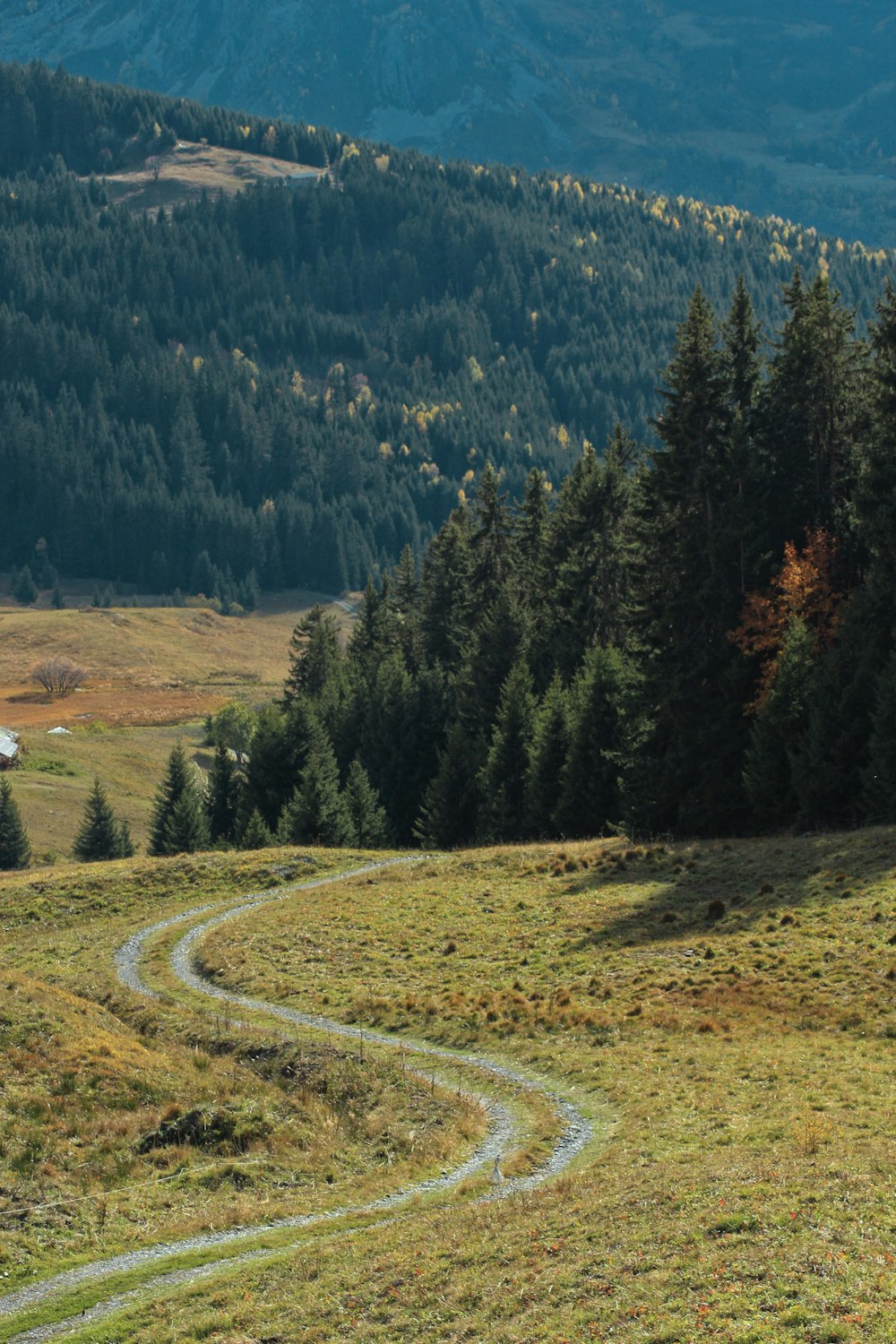 green pine trees