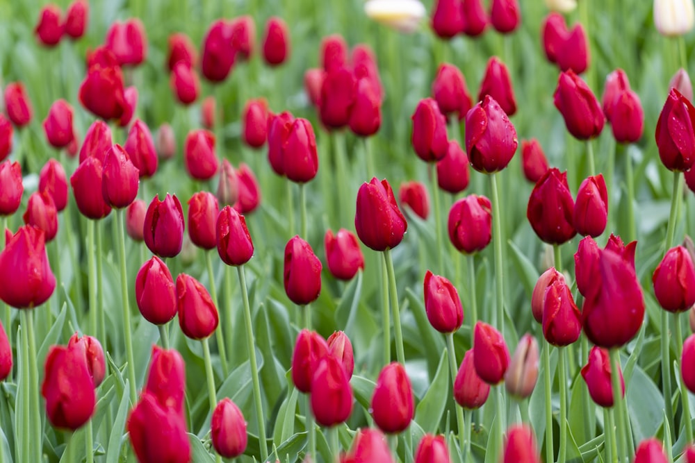 red tulips