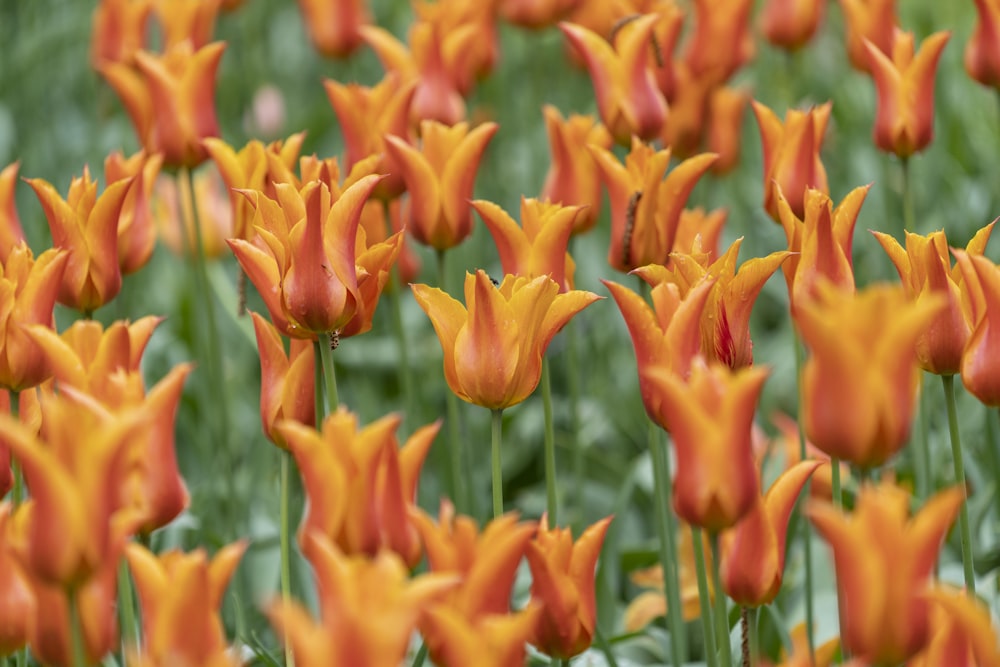 orange flowers with green leaves