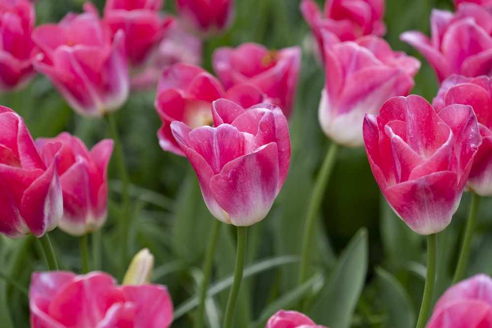 pink-petaled flowers