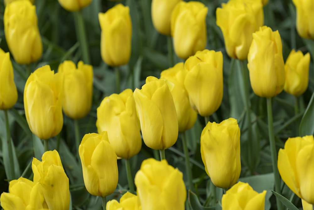 yellow-petaled flowes