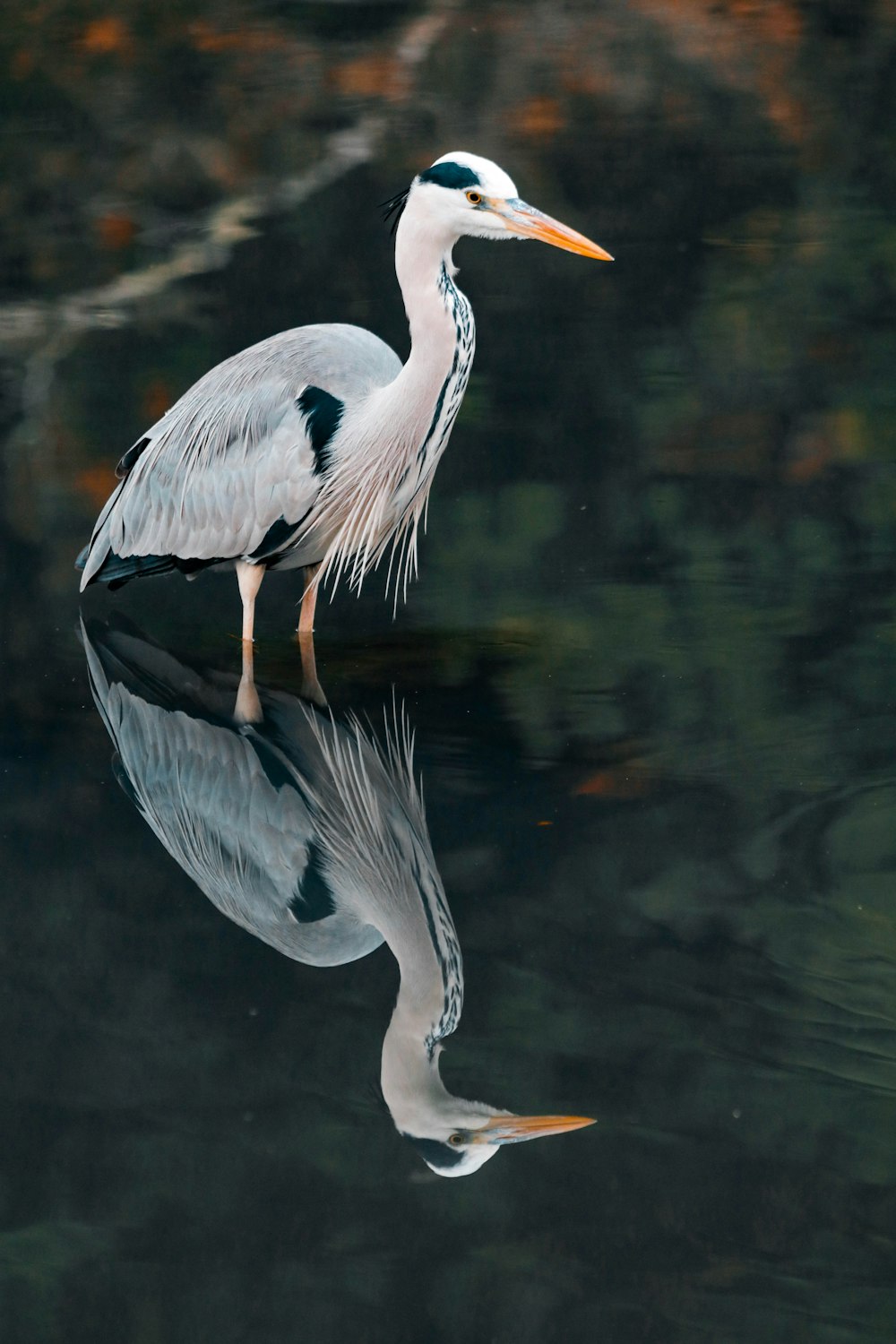 white bird standing in water