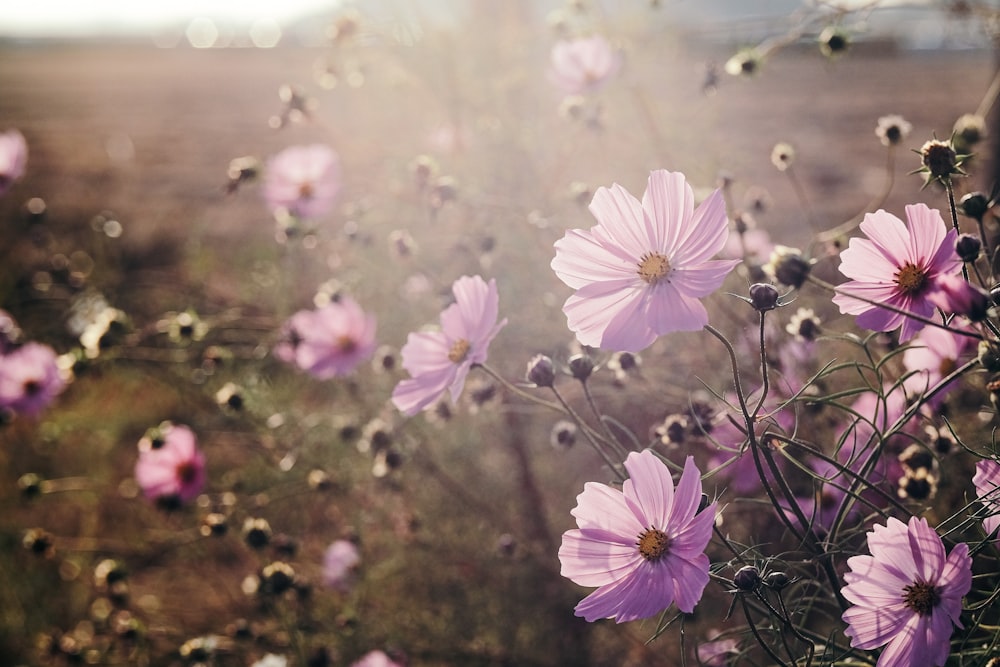 pink petaled flower flower blooming