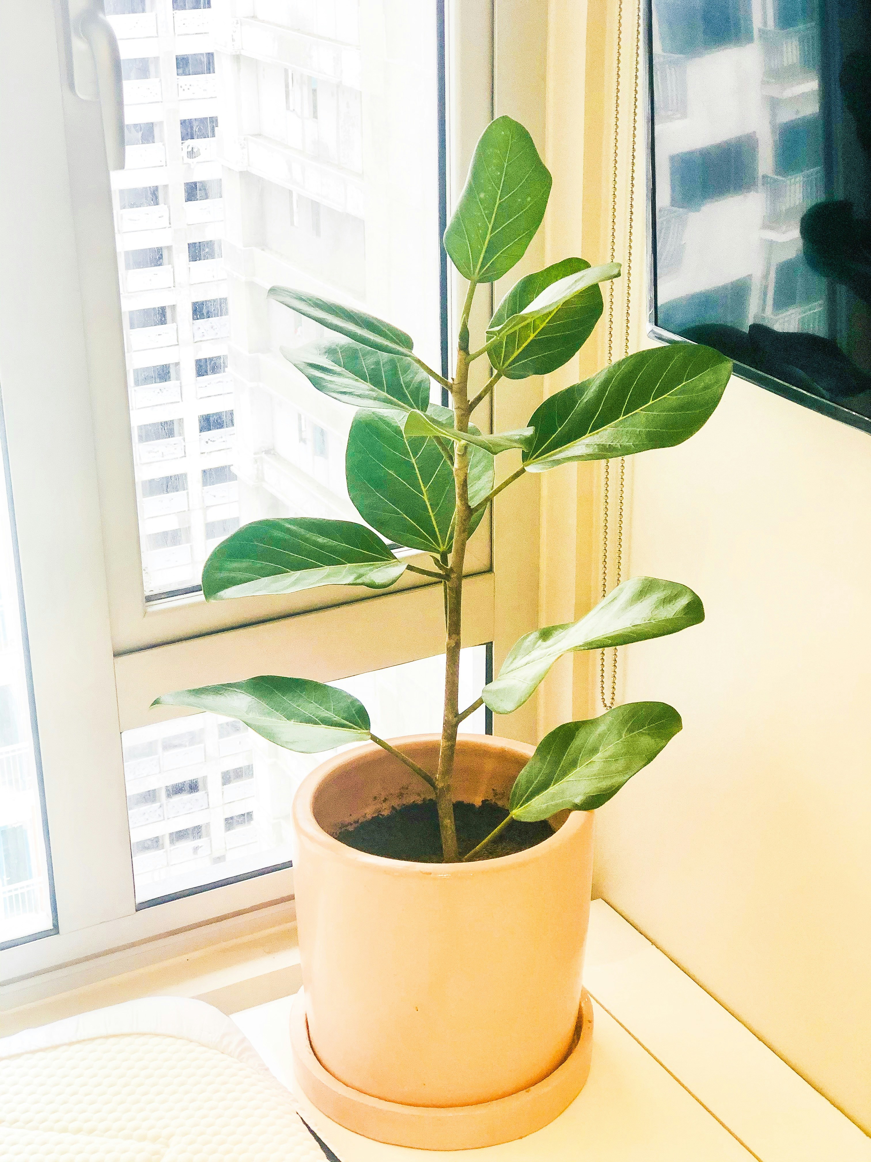 green-leafed potted plant