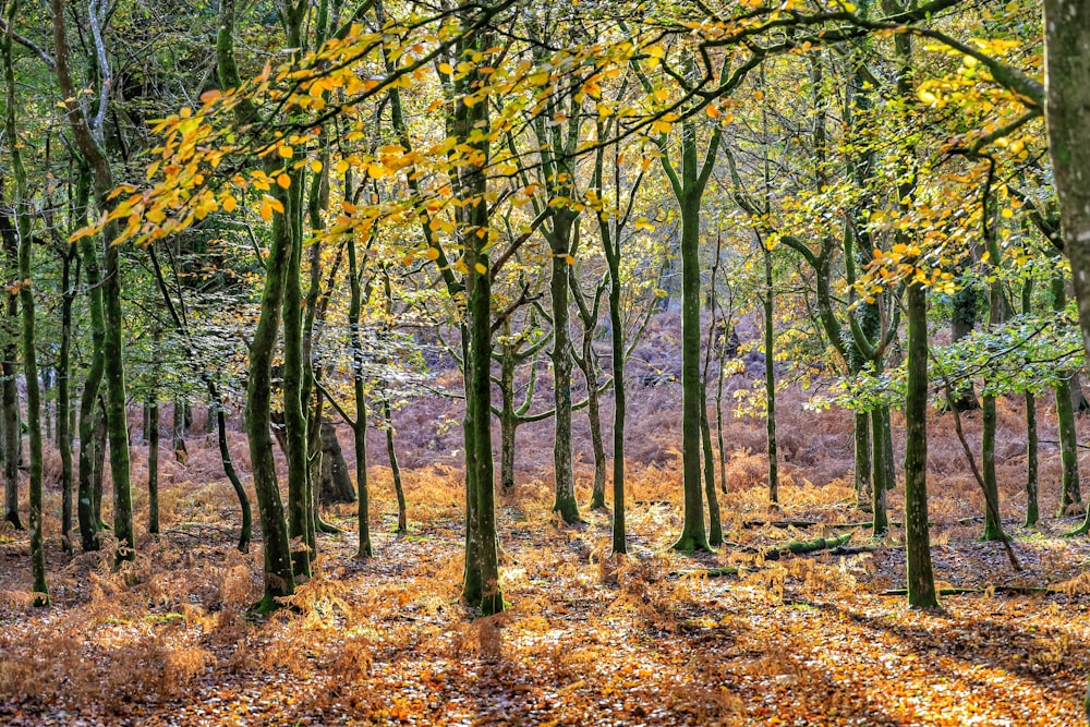 arbre à feuilles vertes pendant la journée