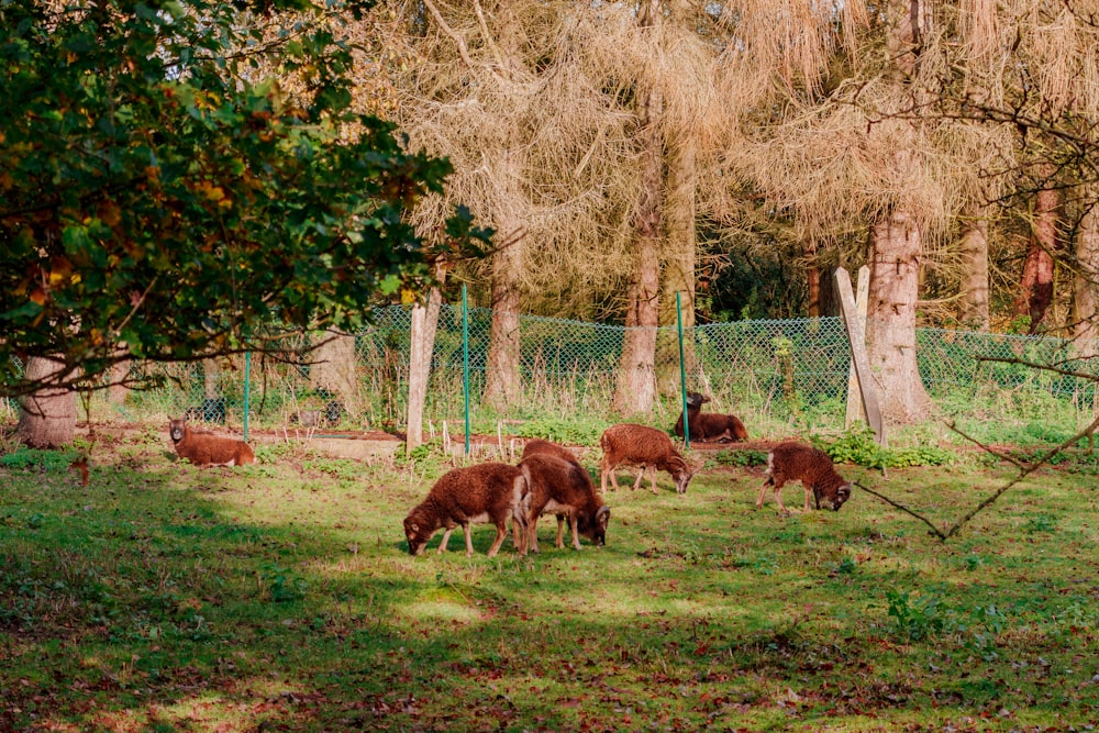herd of cattle calves on grass field near trees