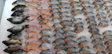 Rows of different fish species displayed in a clean, modern seafood processing facility.