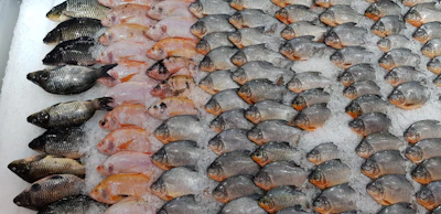 Assortment of colorful reef fish laid out on a wooden table near the shore.