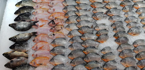 Colorful variety of fish neatly arranged in the shop ready for sale.
